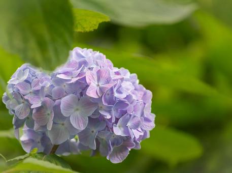 Hydrangea, JPG
