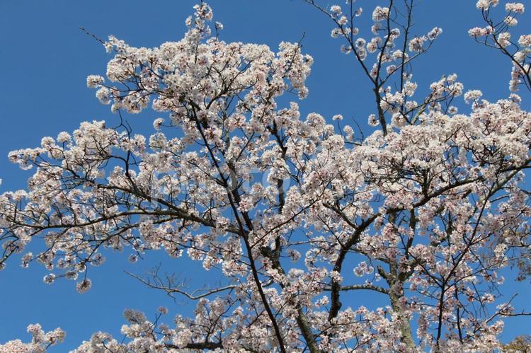 満開の桜07 春,桜,満開の写真素材