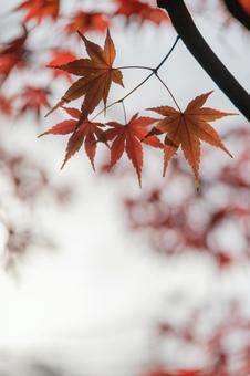 秋の気配・色づくモミジ 秋の気配・色づくモミジ 紅葉,秋,モミジの写真素材