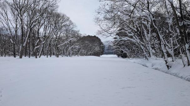 雪道散歩 雪,雪道,銀世界の写真素材