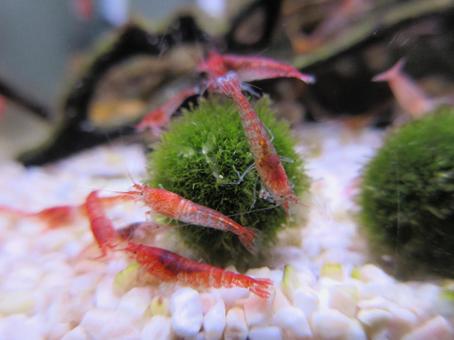 ホロホロシュリンプの群れ ホロホロシュリンプ,ピクシーシュリンプ,スカーレットシュリンプの写真素材