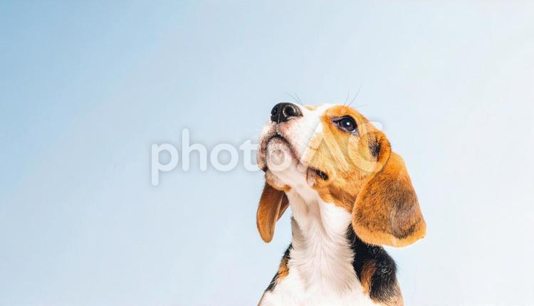 空を見上げるビーグル犬　ペットと散歩 ビーグル,犬,ペットの写真素材