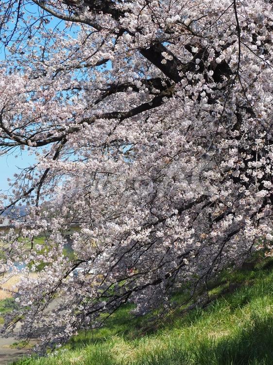 春の白石川堤一目千本桜（宮城県大河原町） 春,桜,白石川堤の写真素材