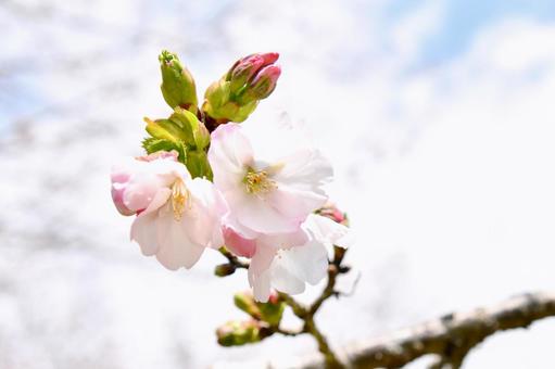 淡いピンクの桜 衣通姫 淡いピンクの桜 衣通姫の写真
