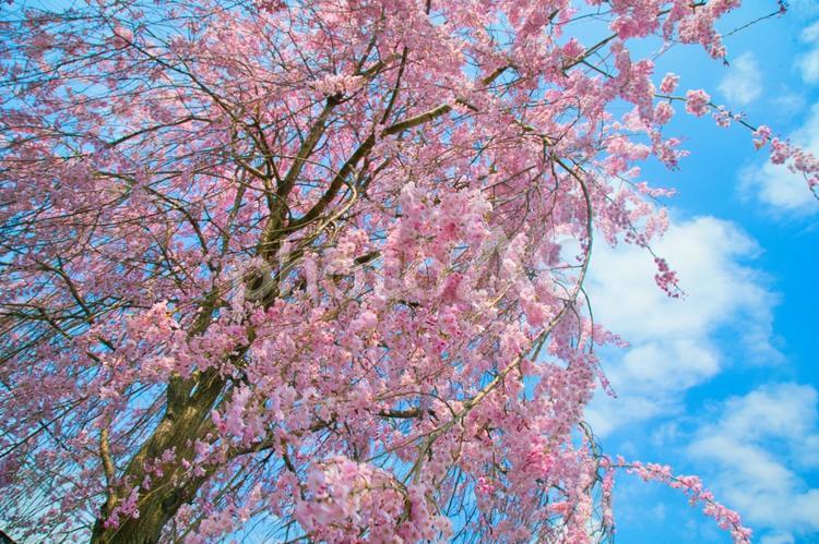 下から見上げる枝垂れ桜 春,桜,花の写真素材
