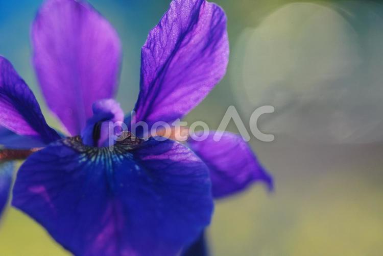 アヤメ7 アヤメ,花,紫の写真素材