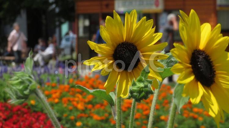 街中のひまわり　札幌 向日葵,黄色,公園の写真素材