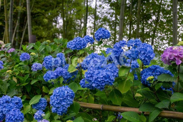 美しい青の紫陽花 紫陽花,アジサイ,あじさいの写真素材