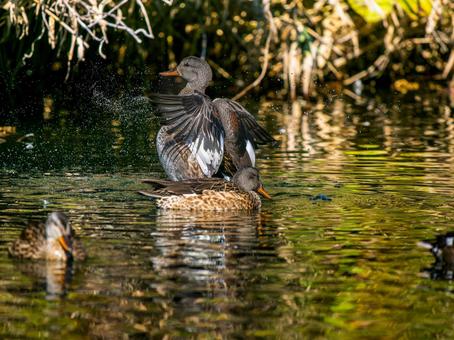 池で羽ばたくオカヨシガモ オカヨシガモ,カモ,鴨の写真素材
