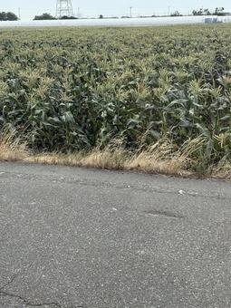 とうもろこし とうもろこし とうもろこし,畑,自然の写真素材
