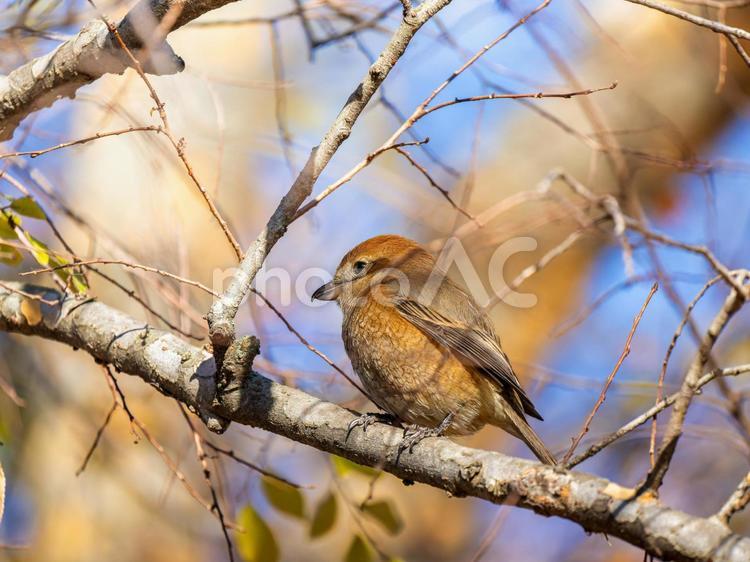 枝にとまるモズ・百舌鳥 モズ,百舌鳥,野鳥の写真素材