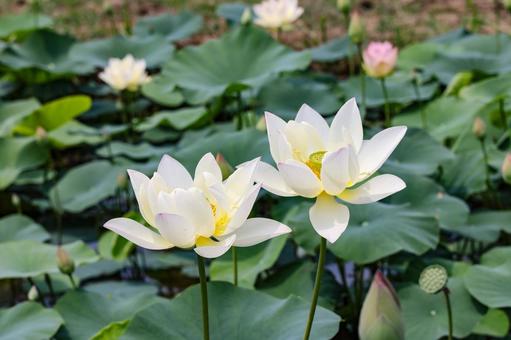 Lotus flower, JPG Lotus flower, JPG