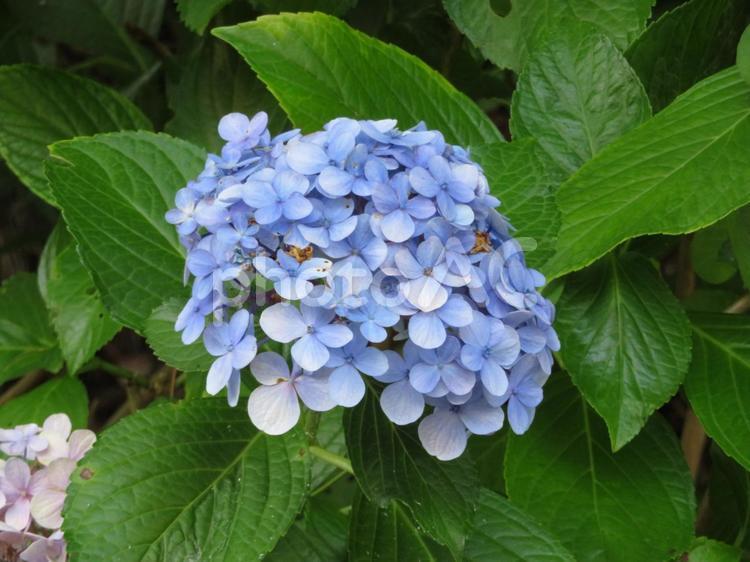 青いグラデーションのアジサイ アジサイ,花,植物の写真素材