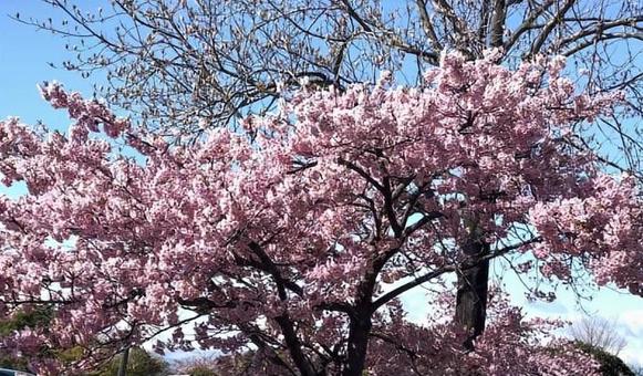 河津桜24022702 河津桜24022702の写真