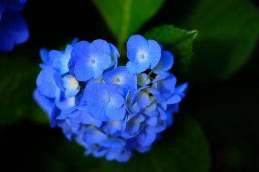紫陽花 紫陽花の写真