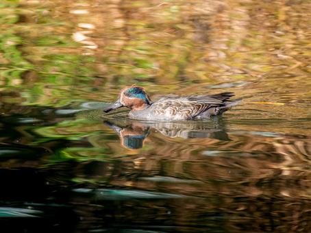 池を泳ぐコガモ コガモ,カモ,鴨の写真素材