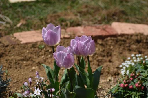 Photo, tulip, flower, flower bed, 