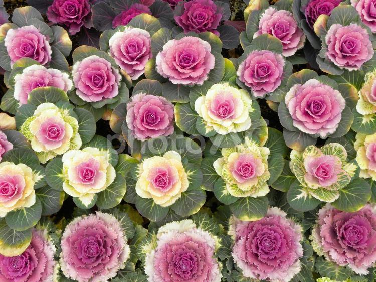 冬のイメージ 葉牡丹,花,植物の写真素材