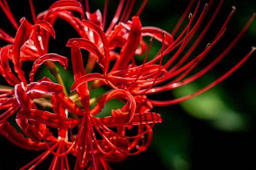 Red spider lilies, JPG Red spider lilies, JPG