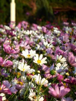 公園の片隅にあるコスモス畑の風景 コスモス,花,植物の写真素材