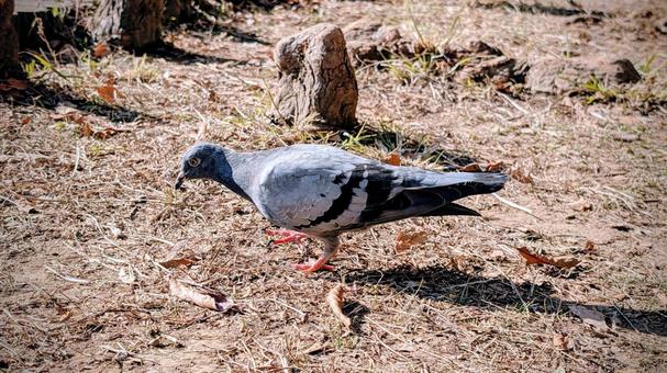 ドバト ドバト,カワラバト,ハトの写真素材