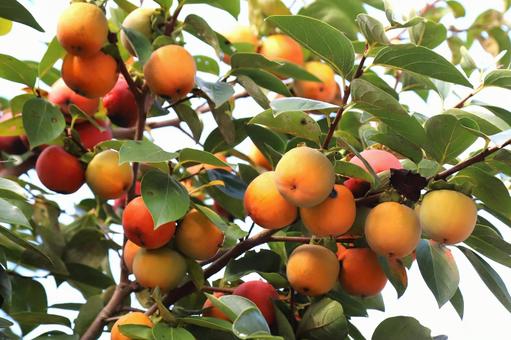 柿の樹 柿の樹の写真