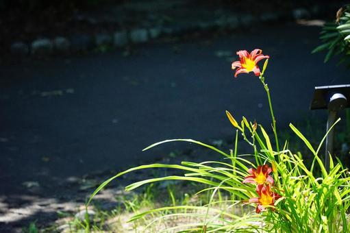 Orange lilies shining in the sunlight, JPG Orange lilies shining in the sunlight, JPG