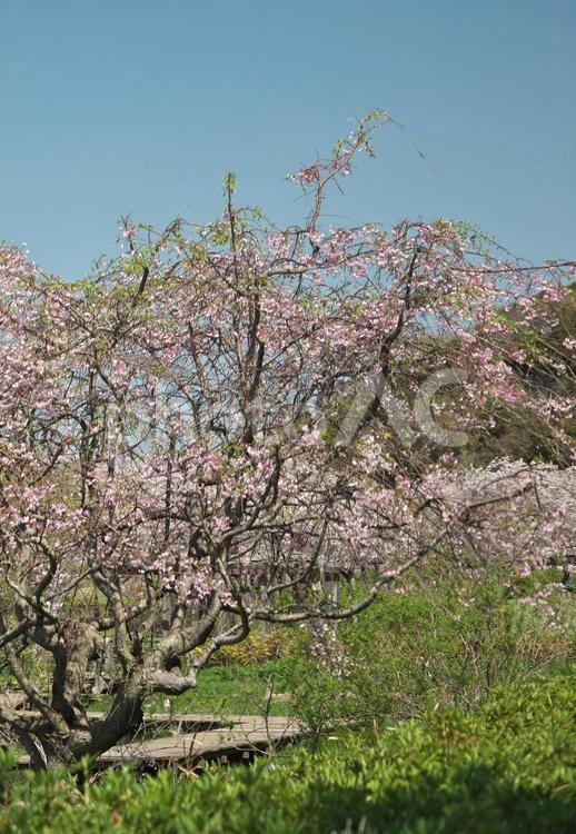 青空の中の桜 晴天,風景,風情の写真素材