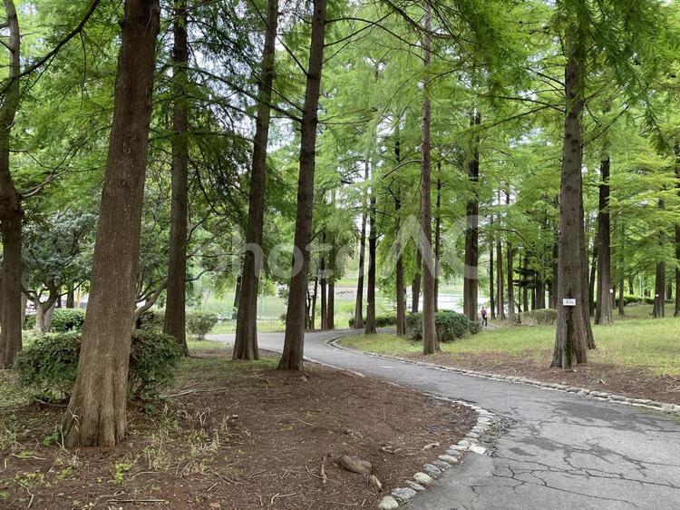 公園の風景 自然,風景,木の写真素材