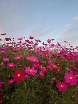 コスモス コスモス コスモス,秋桜,秋空の写真素材