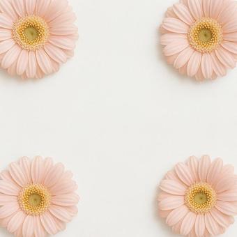 白背景に淡いピンクのガーベラの写真