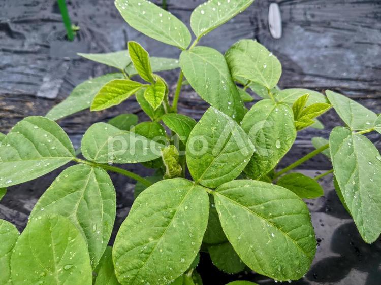 枝豆の成長が著しいよ！ 枝豆,野菜,夏野菜の写真素材