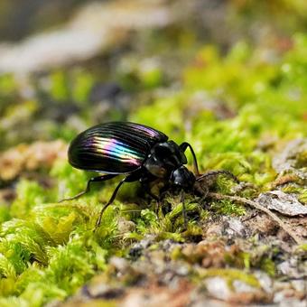 Photo, long rainbow floor beetle, bedbug, insect, 