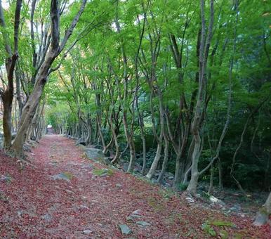 紅葉の道 紅葉の道の写真