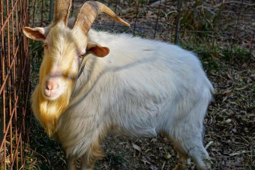 White goat turning around, JPG White goat turning around, JPG