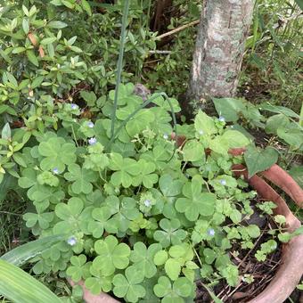 Weeds in pots, JPG Weeds in pots, JPG