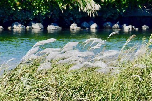 秋風にたなびく川岸のススキの穂 ススキ,ススキの穂,秋風にたなびくの写真素材