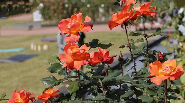 【花の写真】ばらの花 rose,植物,園芸の写真素材