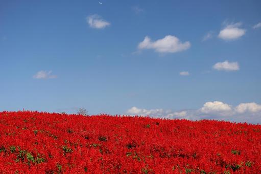 青空と白い雲と満開の赤いサルビアの花畑 青空,白い,雲の写真素材