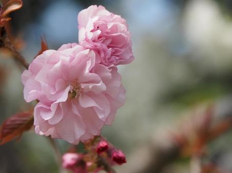 桜の花 桜の花の写真