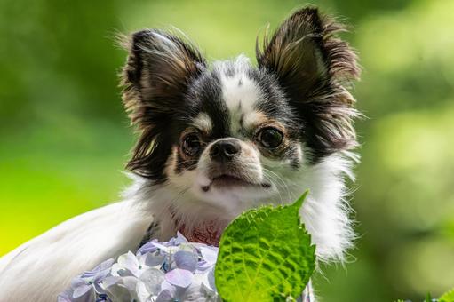 愛らしい表情のチワワ ちわわ,チワワ,犬の写真素材