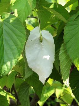Photo, handkerchief, large bracts, no petals, 
