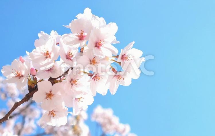 桜の花と青空、春の花、染井吉野 桜,さくら,サクラの写真素材