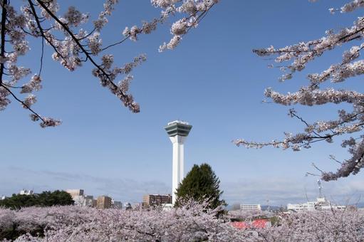 満開の桜と五稜郭タワー 満開の桜と五稜郭タワーの写真