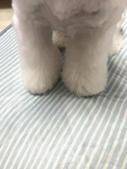 トリミングで揃った前脚 トリミングで揃った前脚の写真