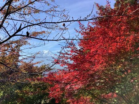 富士と紅葉 富士と紅葉の写真