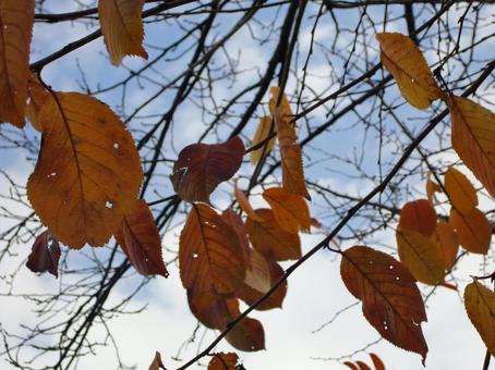 Remaining Autumn Leaves-13, JPG Remaining Autumn Leaves-13, JPG