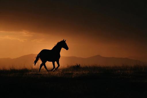 草原に立つ一頭の馬 草原に立つ一頭の馬の写真