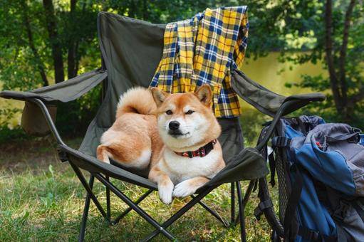 アウトドアチェアでくつろぐ犬 犬,チェア,柴犬の写真素材