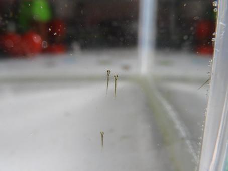 金魚の赤ちゃん 金魚,赤ちゃん,稚魚の写真素材